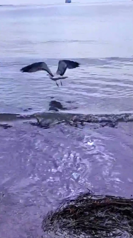 Ayağına dolanan sahte oltayla yaralanan martı tedavisinin ardından doğal ortamında
