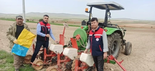 Ayçiçeği ekimlerini yerinde takip ediliyor
