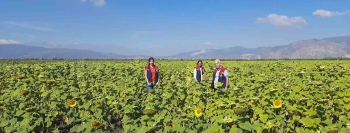 Ay&ccedil;i&ccedil;eğinde tohum desteği başladı
