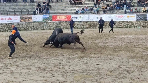 Ayder&rsquo;de boğa g&uuml;reşleri sağanak yağışa rağmen heyecanlı başladı
