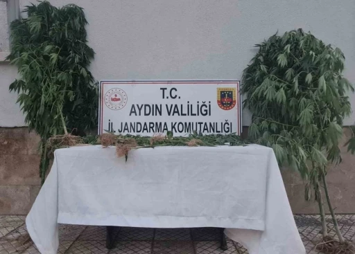 Aydın’da 28 kök kenevir ele geçirildi
