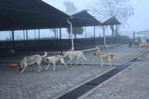 Aydın’da başıboş köpekler hayvan pazarını mesken tuttu
