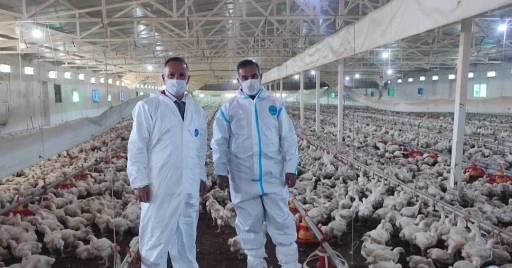 Aydın&rsquo;da kanatlı &uuml;retimi 71 işletmede s&uuml;r&uuml;yor
