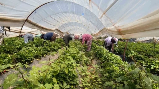 Aydın&rsquo;da kavurucu sıcakta &ccedil;ilek mesaisi
