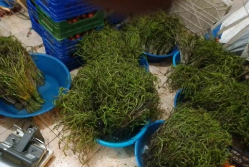 Aydın’da kendiliğinden yetişen bu otlar garibanın cüzdanını zenginin sofralarını süslüyor
