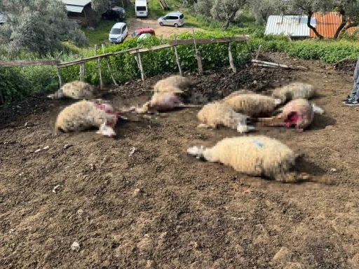 Aydın&rsquo;da kurt saldırısı vatandaşları tedirgin etti
