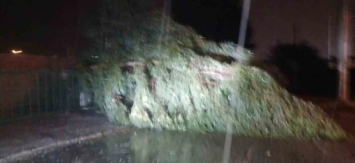 Aydın’da kuvvetli rüzgar hayatı olumsuz etkiledi
