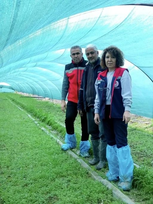 Aydın&rsquo;da salep orkidesi &uuml;retimi b&uuml;y&uuml;yor
