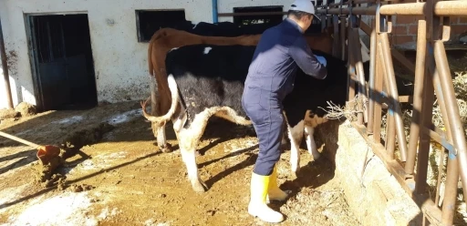 Aydın’da şap hastalığına karşı aşılama çalışmaları sürüyor
