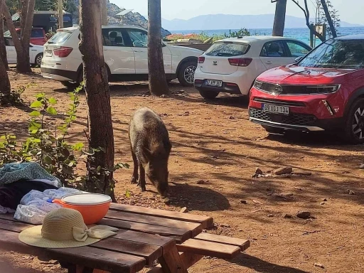 Aydın’da sıra dışı olay: Tatilci kadının çantasını yaban domuzları kaçırdı
