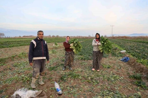Aydın&rsquo;da soğuk hava sebzeyi vurdu, tarlada verim d&uuml;şt&uuml;

