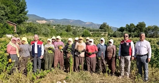 Aydın&rsquo;da t&uuml;t&uuml;n &uuml;retiminin merkezi Karacasu&rsquo;da kırım başladı

