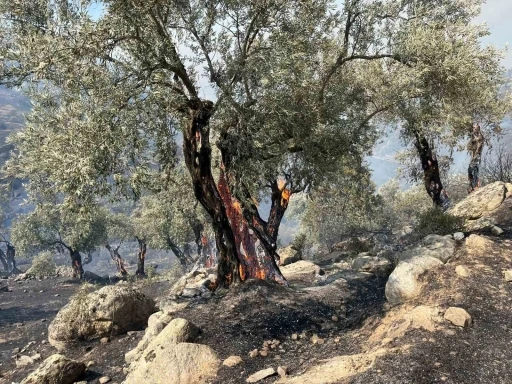 Aydın Efeler’de zirai alanda yangın, bazı evlerde hasar oluştu
