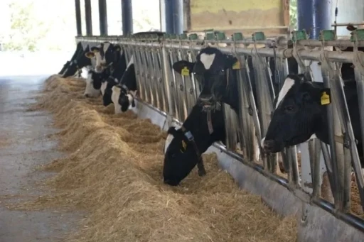 Aydın hayvancılıkta T&uuml;rkiye zirvesinde
