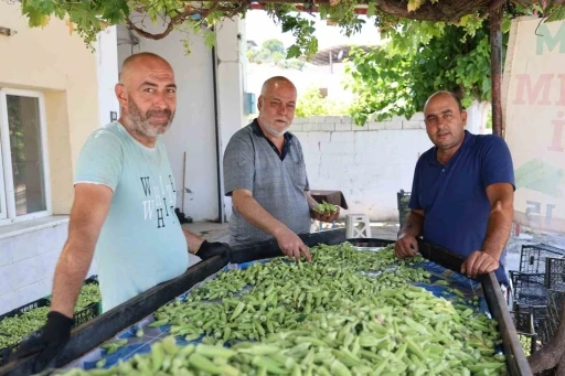 Aydın&rsquo;ın bamyası T&uuml;rkiye&rsquo;nin d&ouml;rt bir yanına g&ouml;nderiliyor
