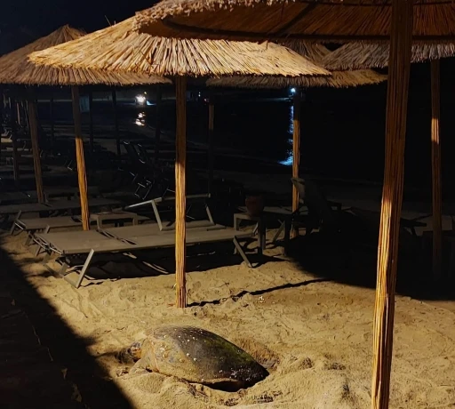 Aydın&rsquo;ın Kuşadası ve Didim kıyılarında caretta hareketliliği
