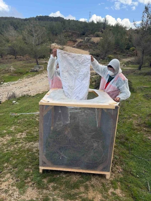 Aydın ormanlarında &ccedil;am kese b&ouml;ceğine karşı kapsamlı m&uuml;cadele

