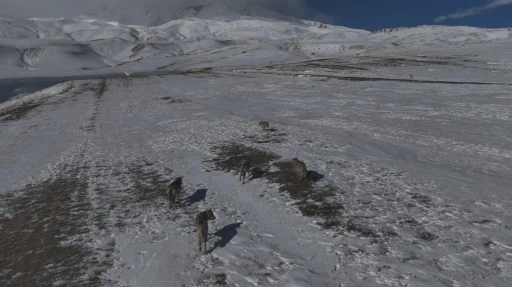 Aydınlar beldesinde kurt s&uuml;r&uuml;s&uuml; g&ouml;r&uuml;nt&uuml;lendi

