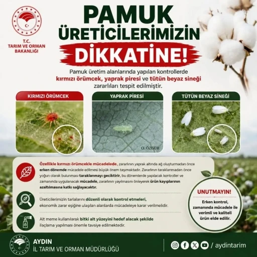 Aydınlı pamuk &uuml;reticilerine zararlı uyarısı

