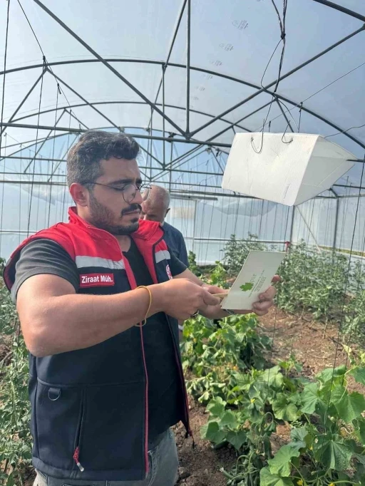 Aydıntepe’de Akdeniz meyve sineğine karşı mücadele başlatıldı
