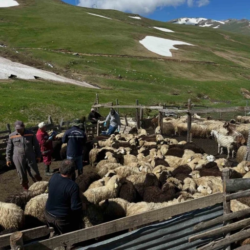 Aydıntepe&rsquo;de k&uuml;&ccedil;&uuml;kbaş hayvanlarda aşılama ve k&uuml;peleme &ccedil;alışmaları s&uuml;r&uuml;yor
