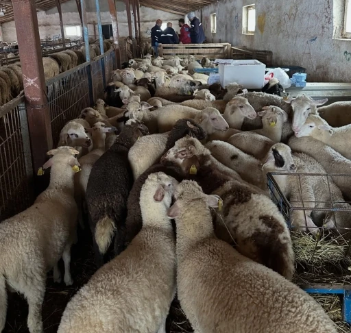 Aydıntepe&rsquo;de şap hastalığına y&ouml;nelik kontroller s&uuml;r&uuml;yor
