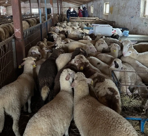 Aydıntepe&rsquo;de şap hastalığına y&ouml;nelik NSP ve bağışıklık takibi başlatıldı
