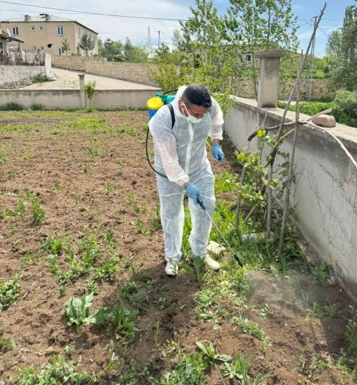 Aydıntepe’de yabancı ot mücadelesi başlatıldı

