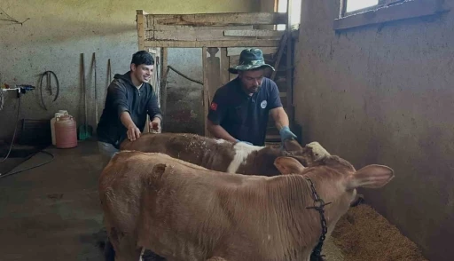 Aydıntepe&rsquo;nin 8 k&ouml;y&uuml;nde buzağı k&uuml;peleme ve aşılama &ccedil;alışmaları tamamlandı

