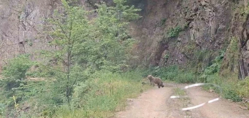 Ayı ve &uuml;&ccedil; yavrusu yolda g&ouml;r&uuml;nt&uuml;lendi
