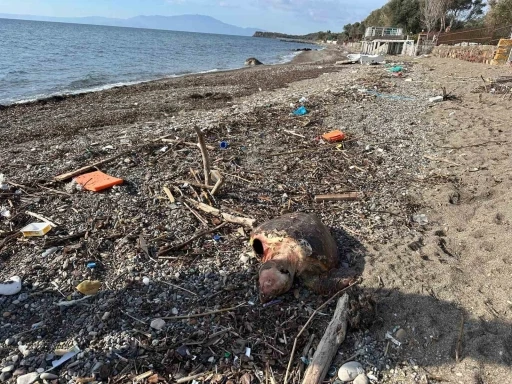 Ayvacık&rsquo;ta &ouml;l&uuml; caretta caretta sahile vurdu
