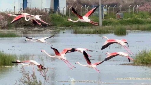 Ayvalık&rsquo;ın pembe kanatlı misafirleri
