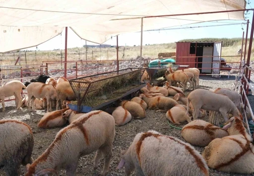 Ayvalık&rsquo;ta kurban pazarı hizmete a&ccedil;ıldı
