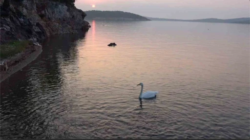 Ayvalık’ta sevimli kuğu Paşa Limanı’nın simgesi oldu
