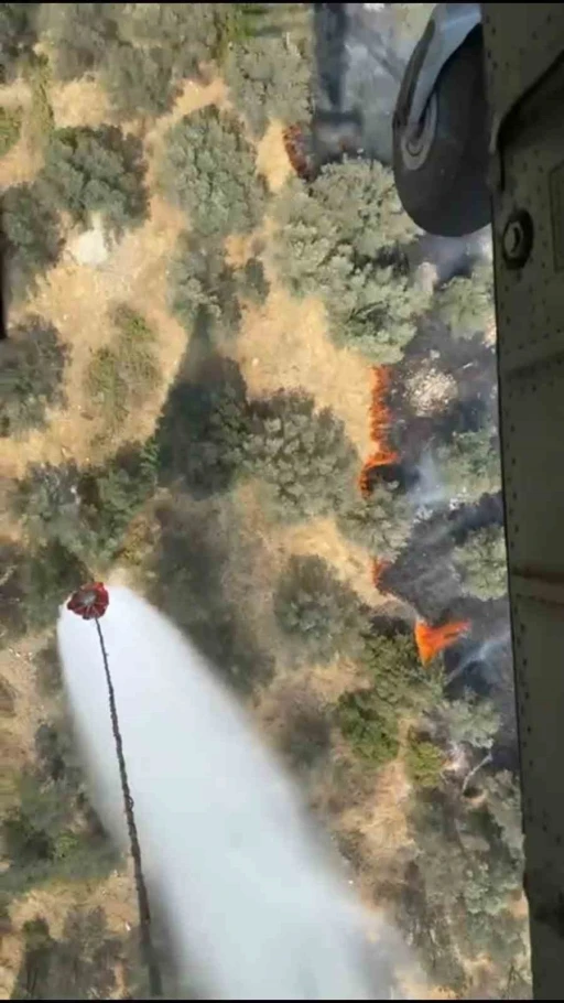 Ayvalık’ta zeytinlik alanda yangın
