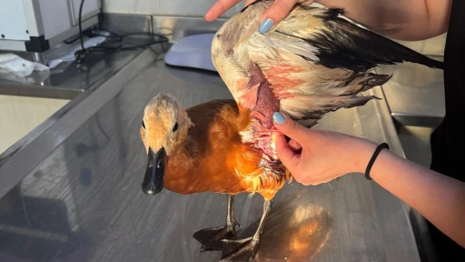 Azmak Nehri&rsquo;nin sembol&uuml; angut kuşu yaralı bulundu