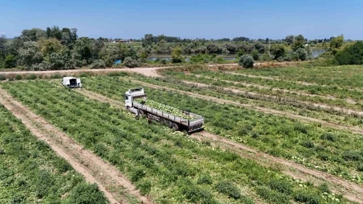 Bafra Ovası’nda kavun ve karpuz hasadı hız kazandı
