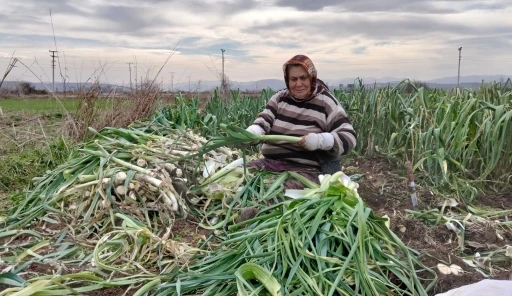 Bafra Ovası&rsquo;nda pırasa hasadı: Bu yıl rekolte y&uuml;ksek
