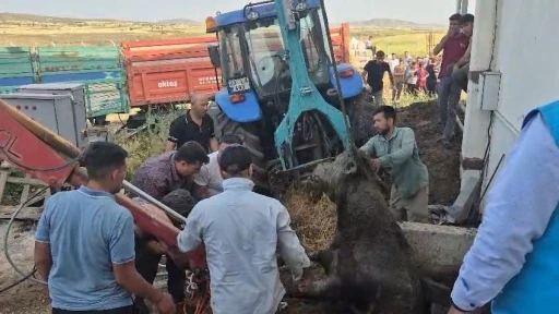 Foseptik çukuruna düşen boğa kurtarıldı