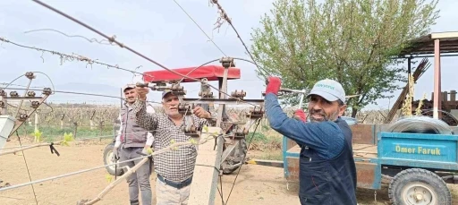 Bağlarda bayram öncesi yoğun çalışma
