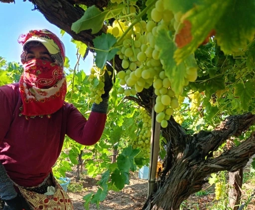 Bağlarda üzüm sezonu heyecanı başladı
