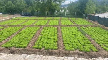 Bahar yağmurları tarlalara can suyu oldu

