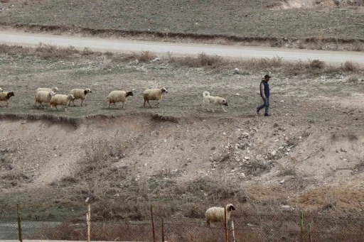 Baharın gelişiyle Diyadin’de koyunlar yeniden yola koyuldu
