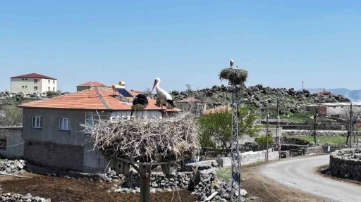 Baharın habercisi leylekler Hürmetçi Sazlığı’na geldi
