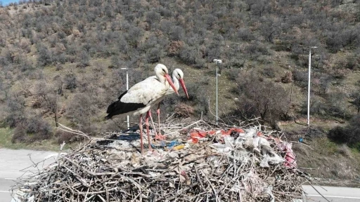 Baharın habercisi olan leylekler, Ankara&rsquo;ya ulaştı
