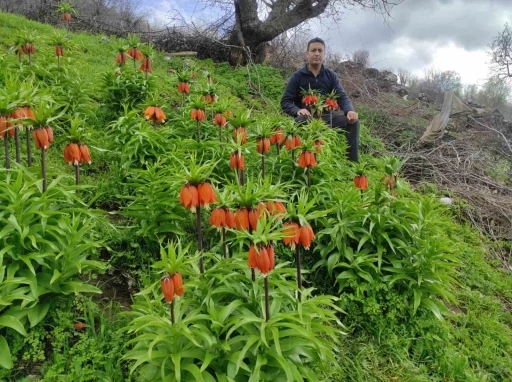 Baharın h&uuml;z&uuml;nl&uuml; &ccedil;i&ccedil;eği: Doğu ve G&uuml;neydoğu Anadolu B&ouml;lgesi&rsquo;nin sembol&uuml; ters lale yoğun ilgi g&ouml;r&uuml;yor
