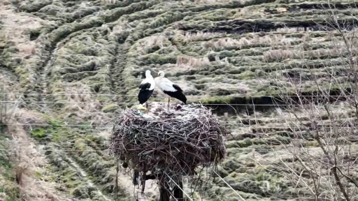 Baharın m&uuml;jdecisi leylekler Sinop&rsquo;a geldi
