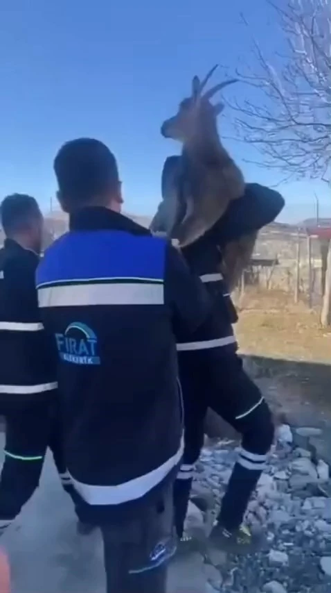 Bah&ccedil;e &ccedil;itine sıkışan yaban ke&ccedil;isini FEDAŞ ekipleri kurtardı
