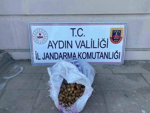 Bahçeden 50 kilo incir çalan şüpheliler jandarmadan kaçamadı
