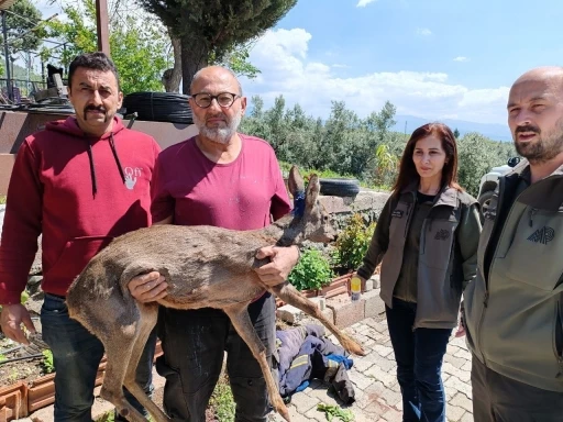 Bahçesinde bulduğu yaralı yavru karacayı ekiplere teslim etti
